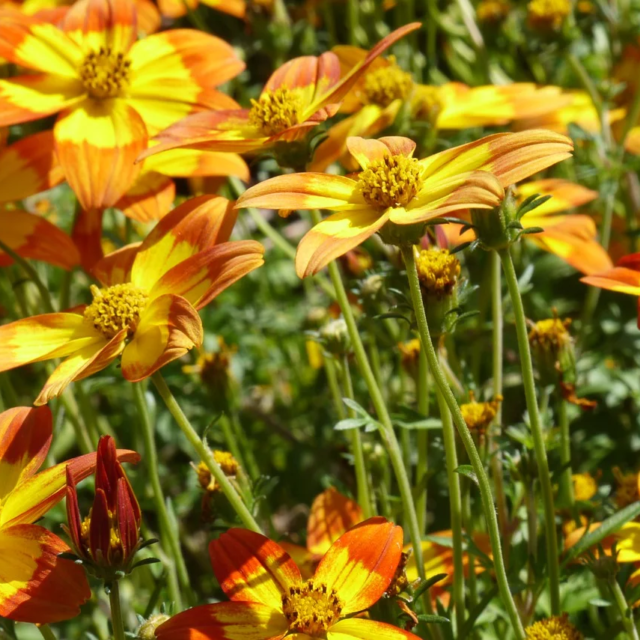 春の留学では注意！イタリアの花粉症事情