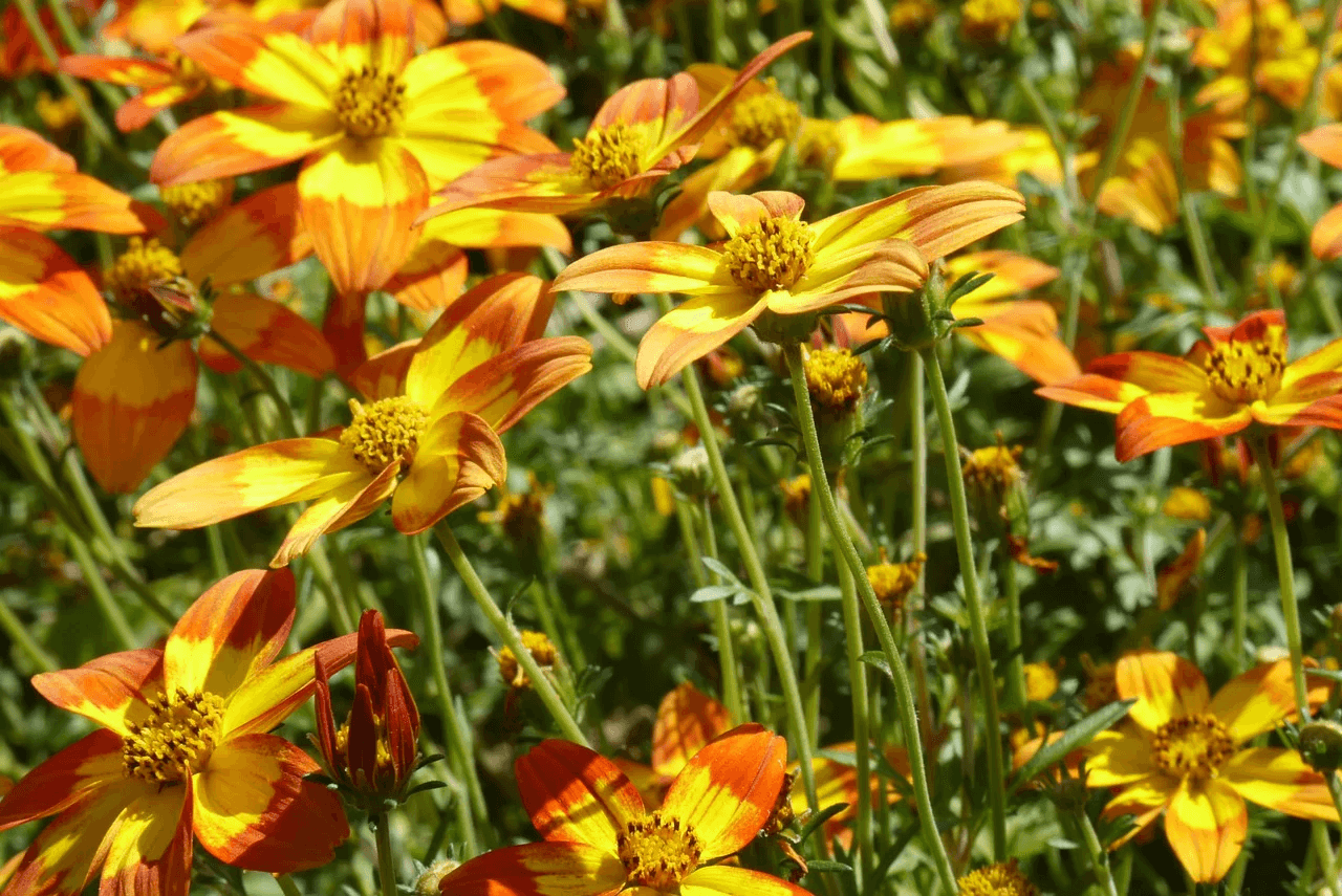 春の留学では注意！イタリアの花粉症事情