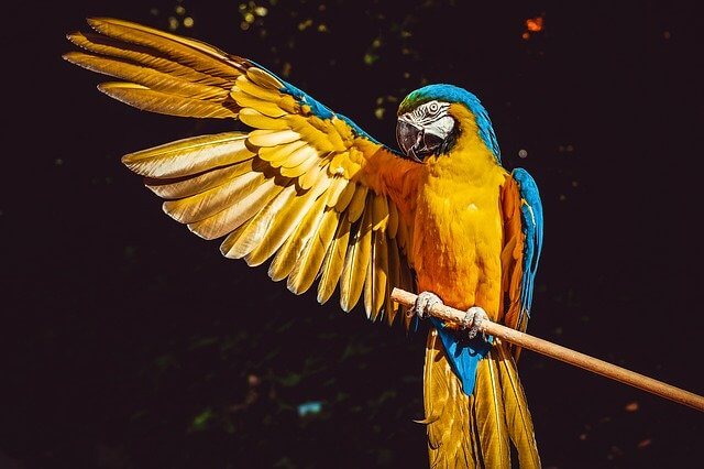 イタリアの動物