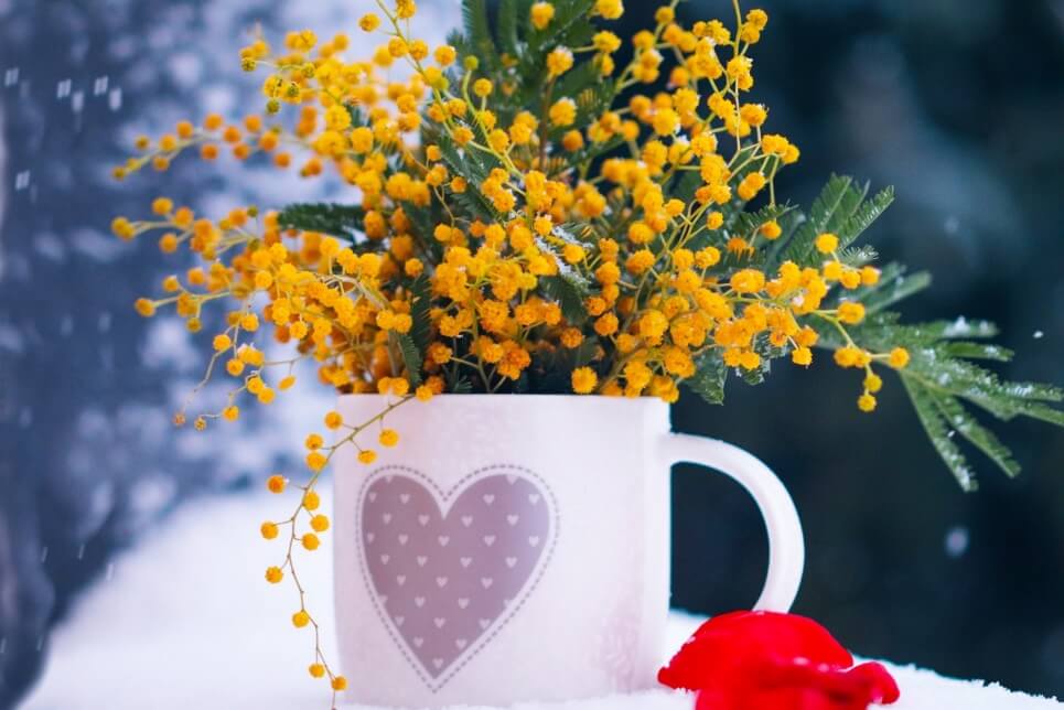 イタリアの国際女性デー なんでミモザの花なの？